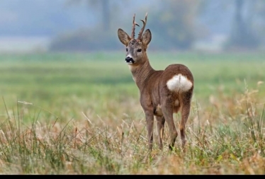 Conservative councillors condemn deer culling